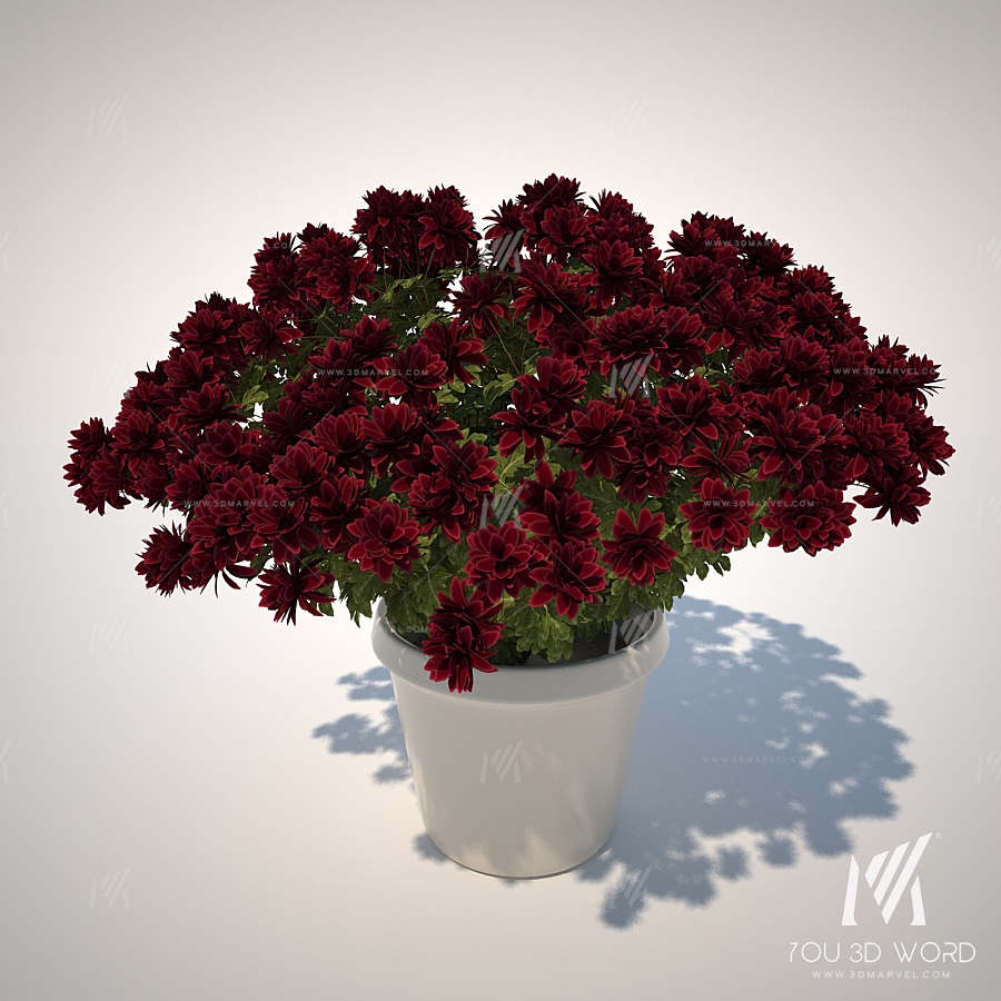 Chrysanthemum